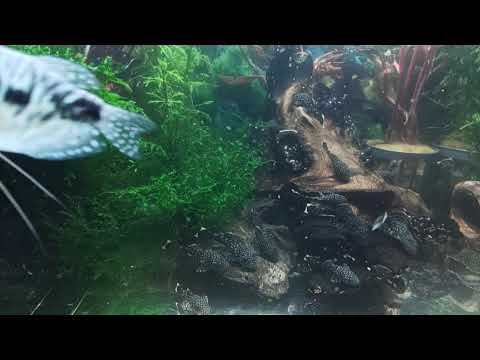 Видео: Уборка аквариума прошла удачно ✨👌. Вечерний обзор 🥱😊🐠 Aqua Chaos 