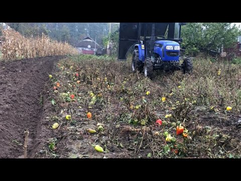 Видео: Оранка перцю трьома корпусами під горбок, без дисковки 