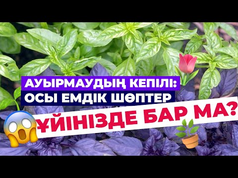 Видео: 🌱Әр ҮЙДЕ болуы тиіс ЕМДІК ШӨПТЕР | #денсаулық #гүлдер #қазақша