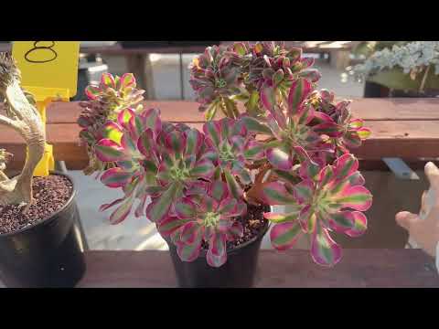 Видео: Эониумы продаются в питомнике Мими 714-489-1876
