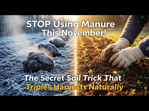 Видео: ХВАТИТ использовать навоз! Этот секретный ноябрьский трюк с почвой естественным образом утроит ва...