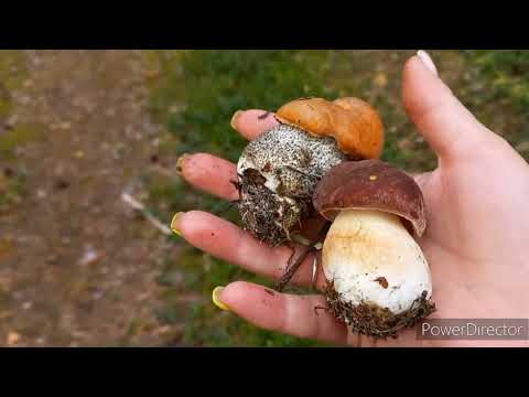 Видео: Гриб 🍄 Боровик Король 👑ГИГАНТЫ Леса/ Поехала за Мхом Привезла Всего 💃💃💃