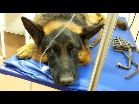Видео: - Увы, пёс уже старый, не вылечить, – сказали врачи, Джонни всё понимал и…
