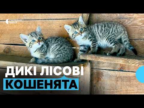 Видео: Залишилися без мами: на Одещині врятували п'ятьох дитинчат лісового кота