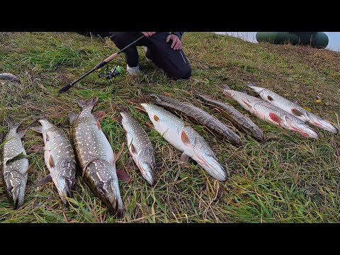 Видео: ЩУКИ ХОТЬ МЕШОК ЛОВИ! КЛЁВ, КАК В ЗАПОВЕДНИКЕ! Рыбалка на спиннинг осенью.