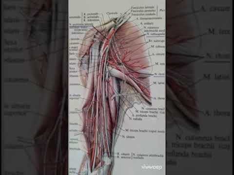 Видео: Қолдың нервтенуі. Иық өрімі