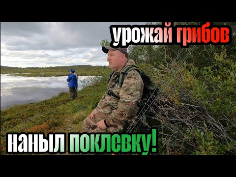 Видео: За ГРИБАМИ на РЫБАЛКУ. УРОЖАЙНЫЙ год. Вот это ПОКЛЁВКА!