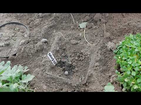 Видео: Соблазнилась на красоту : бересклет крылатый, обриету,котовник,шалфей дубравный.