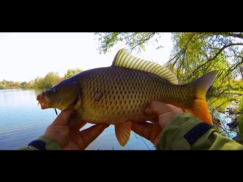 Видео: Ловля карпа на поплавочную удочку