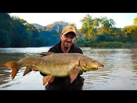 Видео: Мой самый большой усач на реке Трент