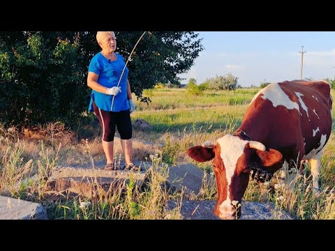 Видео: Доярочка покажи коров!Почему не верят, что я держу коров?