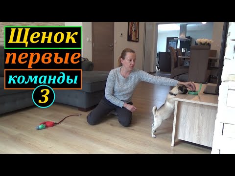 Видео: Дрессировка ЩЕНКА, выдержка. Команда МЕСТО. Мопс.