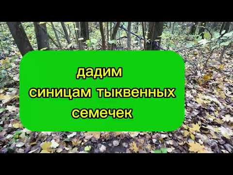 Видео: Долгие пруды 2025 10 23