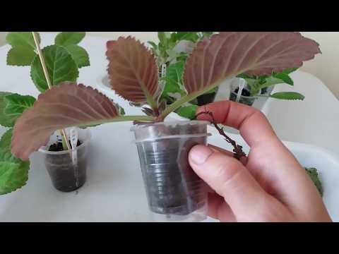 Видео: Глоксиния из листиков, детки