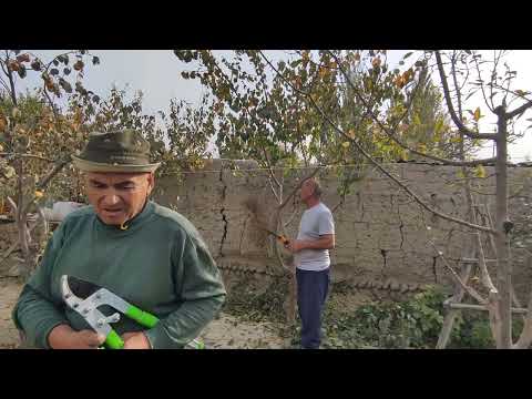 Видео: Узум кесиш ва абрезка ишлари давом этмокда.Чаман кучасида.