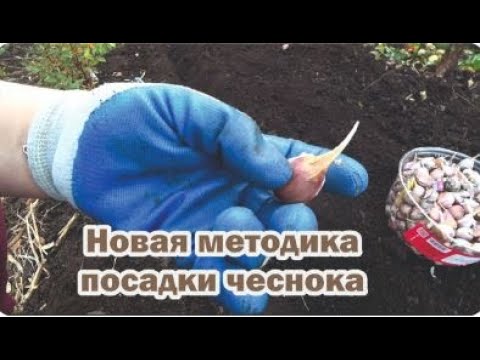Видео: Высаживаю чеснок под зиму по новой методике