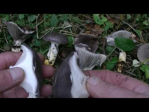 Видео: Гриб МОКРУХА ЕЛОВАЯ,  дегустирует "Бася".