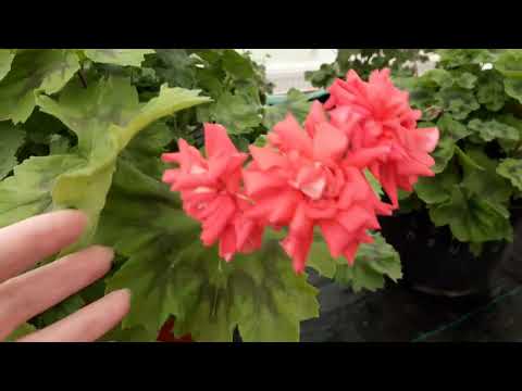 Видео: Цветение зонартиковых гибридов(новинки и "старички"😍😍😍🌺🌺🌺