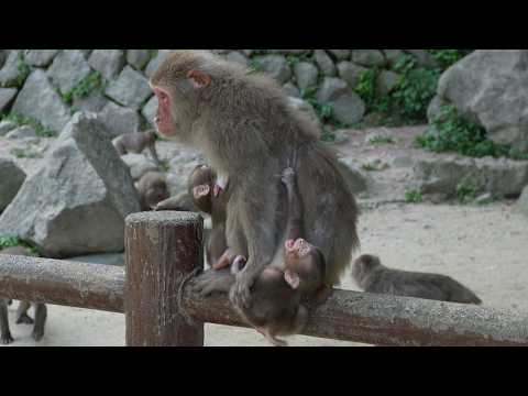 Видео: Чей Это Детеныш Обезьяны?! Материнская Любовь & Забавная Путаница! / monpai monyet baby bibi monkey