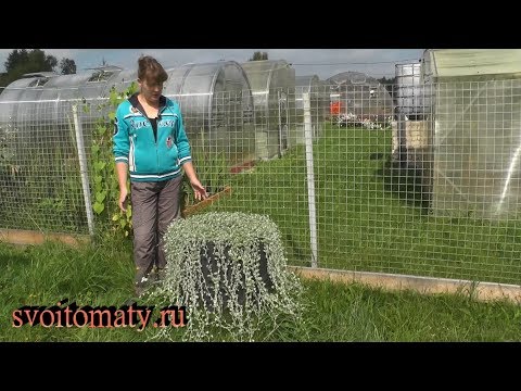 Видео: «Серебристый водопад» в Вашем саду. Дихондра - выращивание из семян