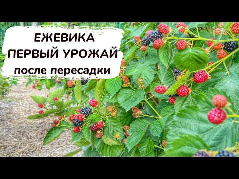 Видео: Первый урожай ежевики на новом месте после пересадки