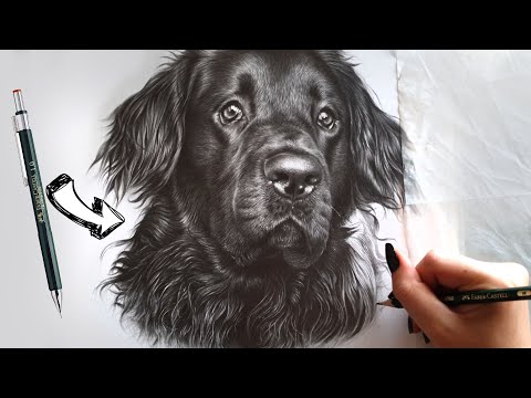 Видео: Как нарисовать реалистичную длинную шерсть графитом | Советы