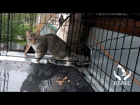 Видео: Спасение кошечки упавшей на козырёк подъезда многоэтажки