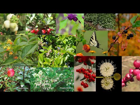 Видео: Небольшие местные кустарники для домашнего сада