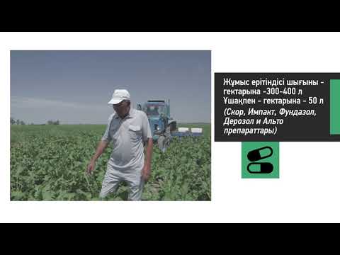 Видео: Қант қызылшасының егістерін өңдеу