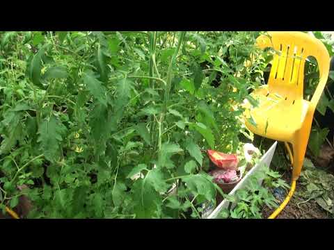 Видео: томаты Зои Лебедевой  июнь 2018, часть  2