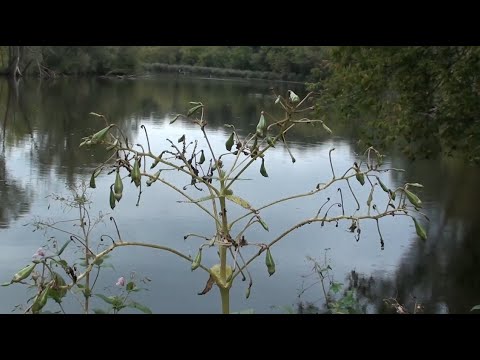 Видео: Осінь, гречка медує, а у розрив-трави достигло насіння.