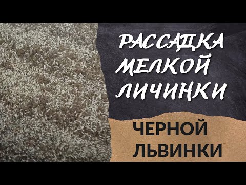 Видео: Рассадка мелкой личинки чёрной львинки