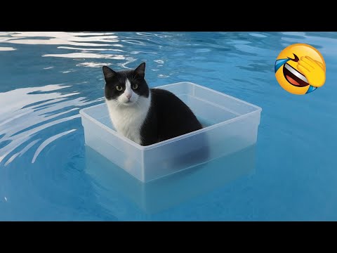 Видео: Попробуй не засмеяться 😂 Самые смешные кошки и собаки 😹🐶 Часть 10