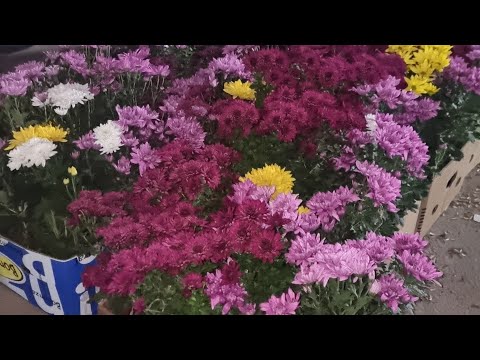 Видео: АНДИЖОН ЖАХОН БОЗОРИ ОПТОМ ГУЛ БОЗОРИ ГУЛ ОЛАДИГАНЛАР УЧУН 94 437 08 80 ТЕЛ НОМЕР 