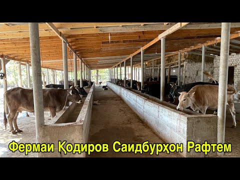 Видео: ФЕРМАИ КОДИРОВ САИДБУРХОН ЧИХЕЛИ ВА ЧИҚАДАР МОЛҲО ДОРАД 1 ноября 2025 г.