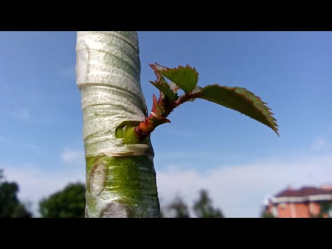 Видео: Прививка Розы на Боярышник / Grafting roses on Hawthorn