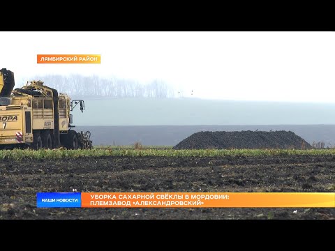 Видео: Уборка сахарной свёклы в Мордовии: племзавод «Александровский»