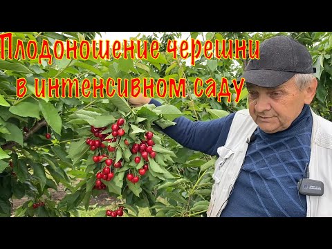 Видео: Плодоношение черешни в интенсивном саду - Питомник Маценко