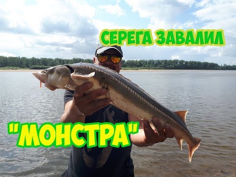 Видео: Такую стерлядь я еще не видел.. Ловля стерляди на донки.