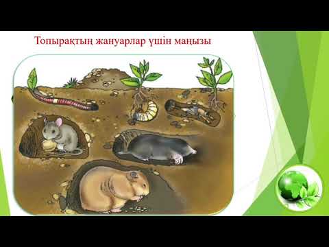 Видео: Курманова Раушан Оразбекқызы. Топырақ не үшін қажет? Жаратылыстану 3 сынып.