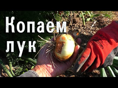Видео: Копаем лук в деревне! 🧅🧅🧅