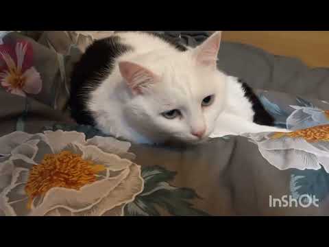 Видео: Очей очарованье😊✨️