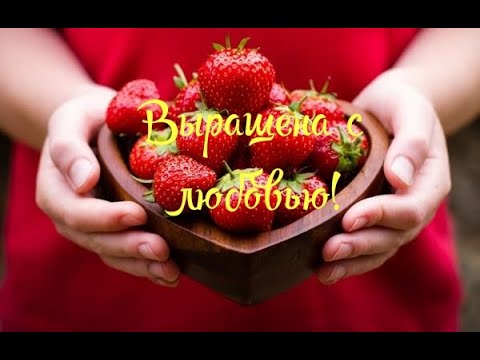Видео: ПАН36. Наш биогумус для клубники. Применение биогумуса с триходермой. Уход за земляникой