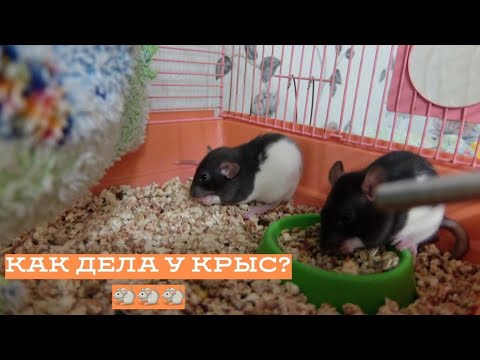 Видео: КАК ДЕЛА У КРЫС? ПЕРВАЯ УБОРКА В КЛЕТКЕ КРЫС