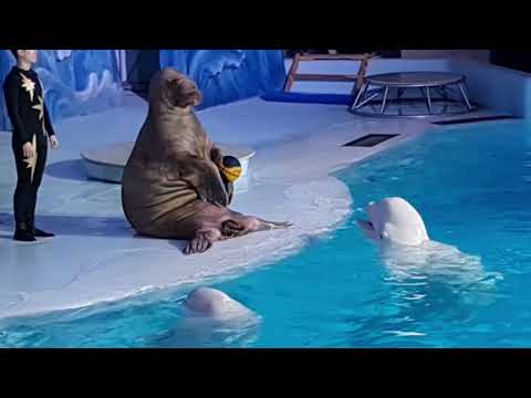 Видео: Новосибирский дельфинарий и океанариум