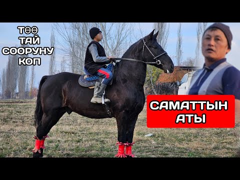 Видео: САМАТ ЧЫКТЫ ЧОҢ ЖЫЙЫНДЫН КҮЧТҮҮ АТЫ МЕНЕН