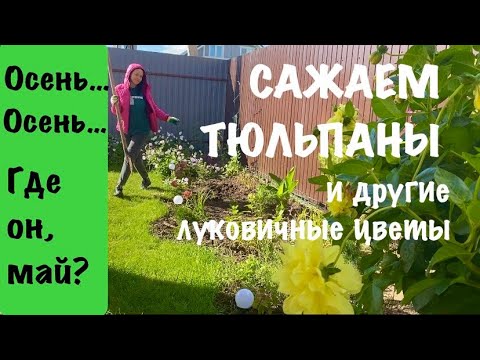Видео: 🍀ПОСАДКА ТЮЛЬПАНОВ И ДРУГИХ ЛУКОВИЧНЫХ| Прогулка по цветущему саду в конце сентября