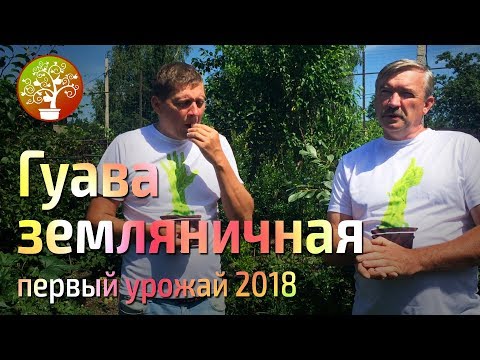 Видео: Гуава земляничная пробуем плоды