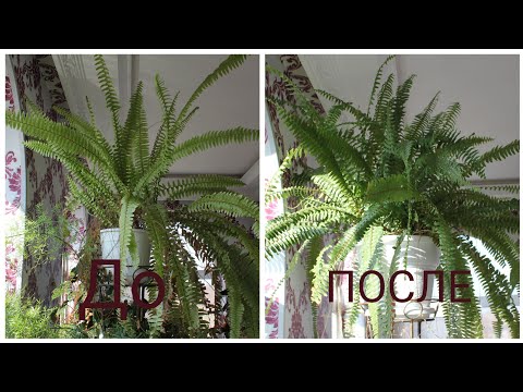 Видео: Папоротник. Уход. Пересадка. Комнатные растения //Валентина Земскова