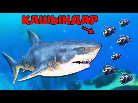 Видео: Алик өзіне акула сатып алды